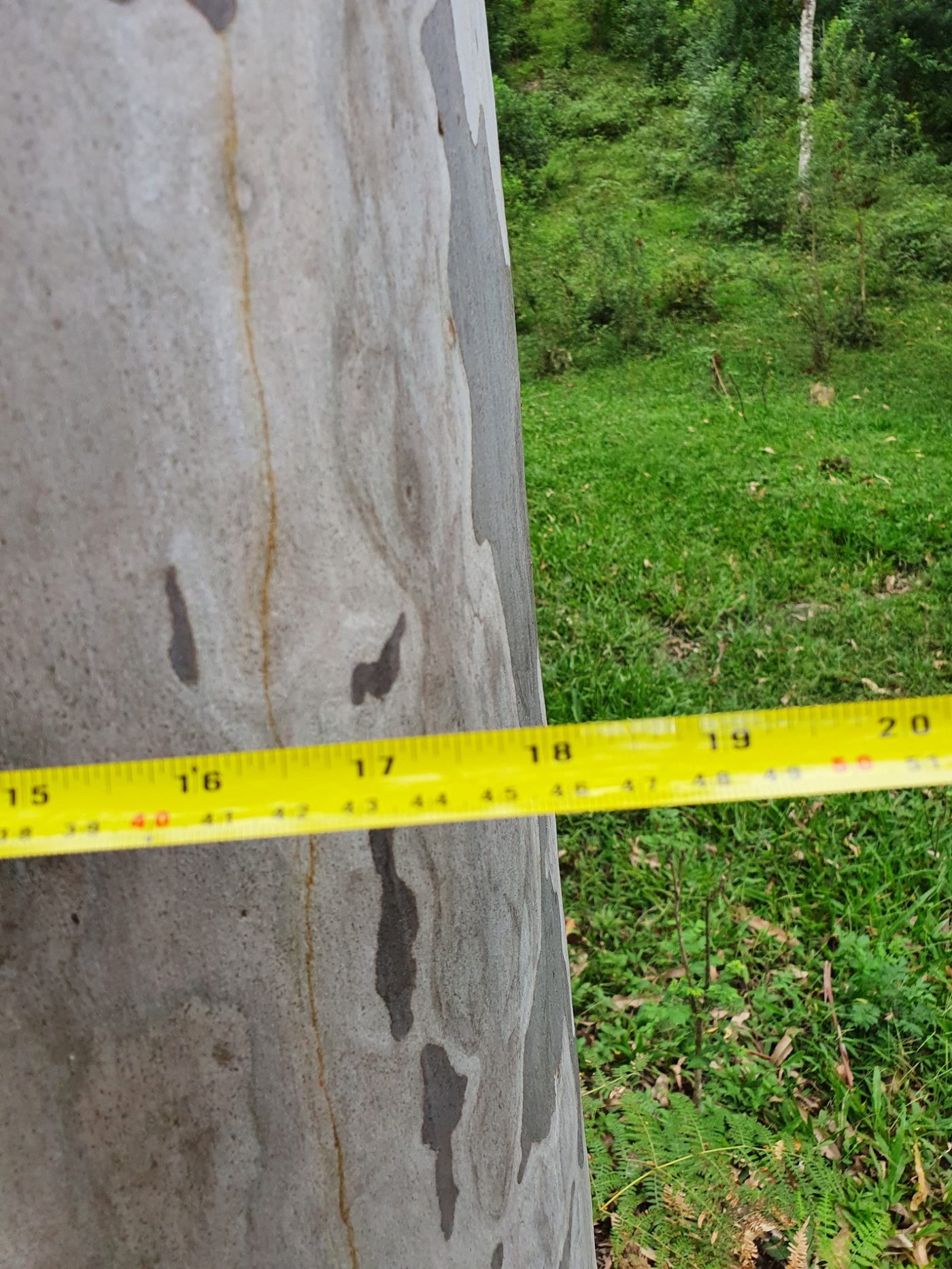 Eucalipto – Toras para Exportação