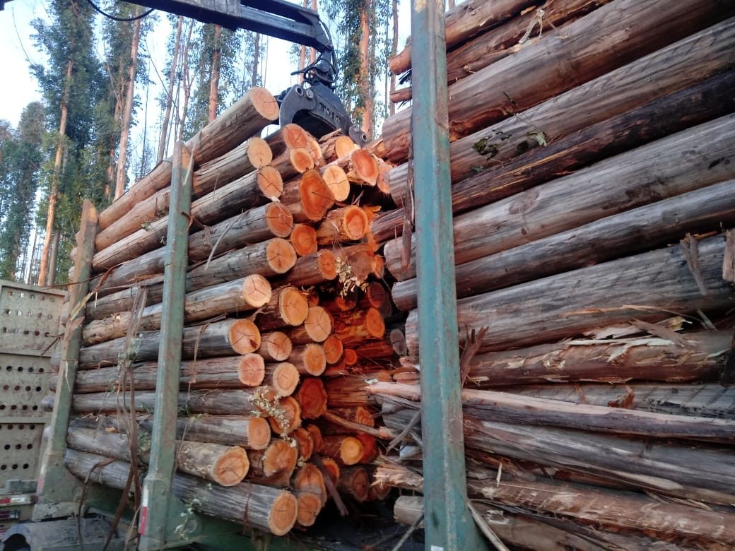 Eucalipto – Toras para Exportação