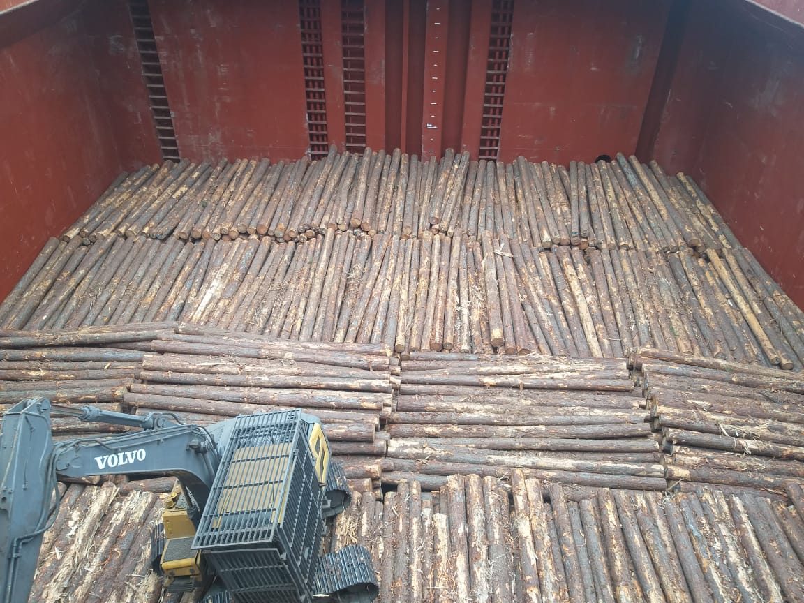 Pinus – Toras para Exportação