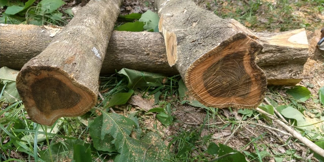 Teca – Madeira Nobre