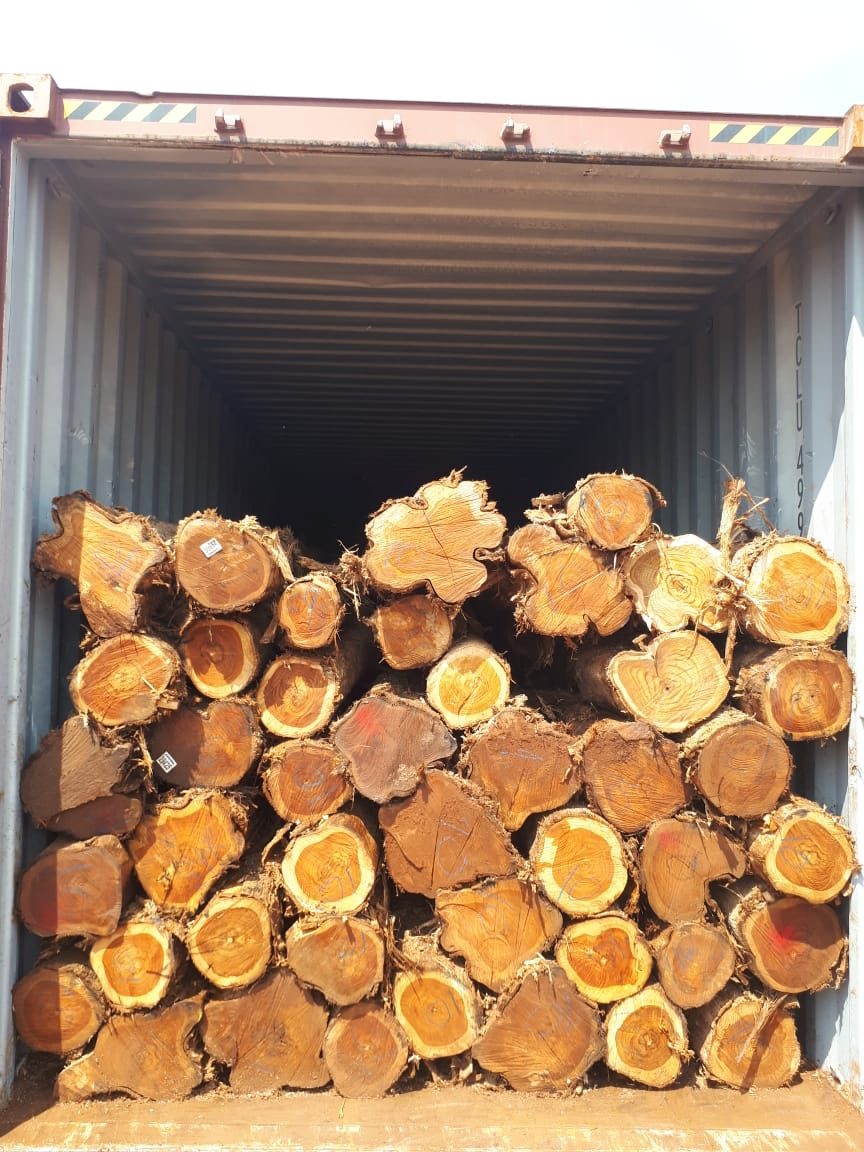 Teca – Madeira Nobre